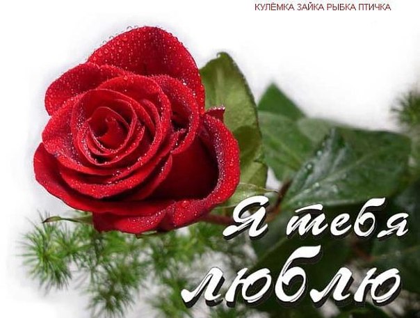 Я тебя люблю! Красная роза
