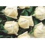 I love you с белыми розами