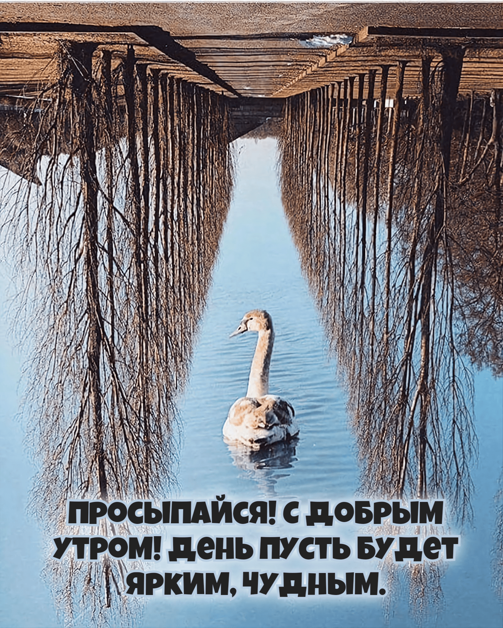 Просыпайся! С добрым утром! День пусть будет ярким, чудным.