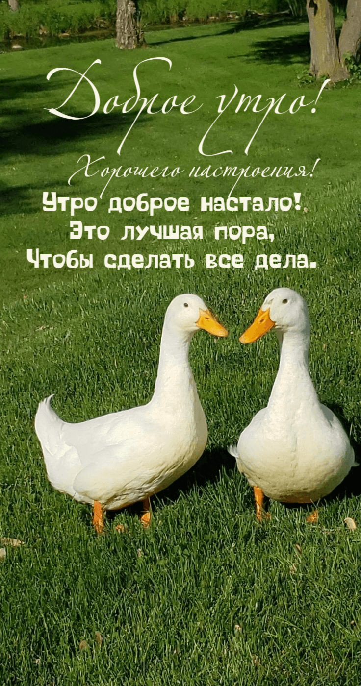 Утро доброе настало! Это лучшая пора