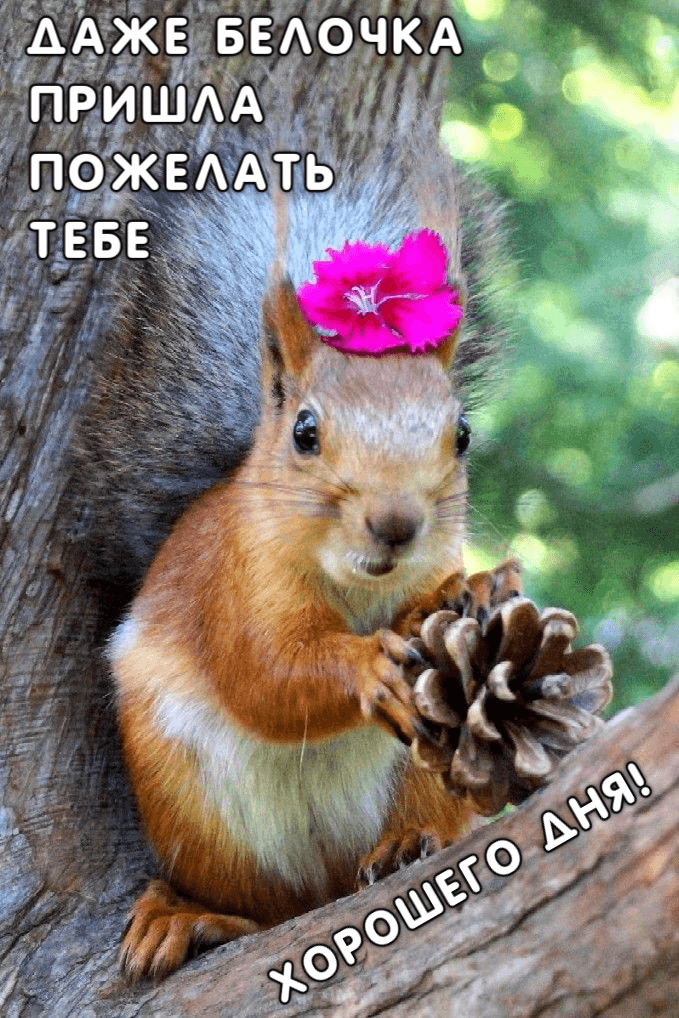 Даже белочка Пришла Пожелать Тебе