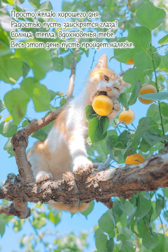 Просто желаю хорошего дня