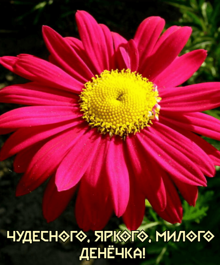 Чудесного, Яркого, Милого Денёчка!