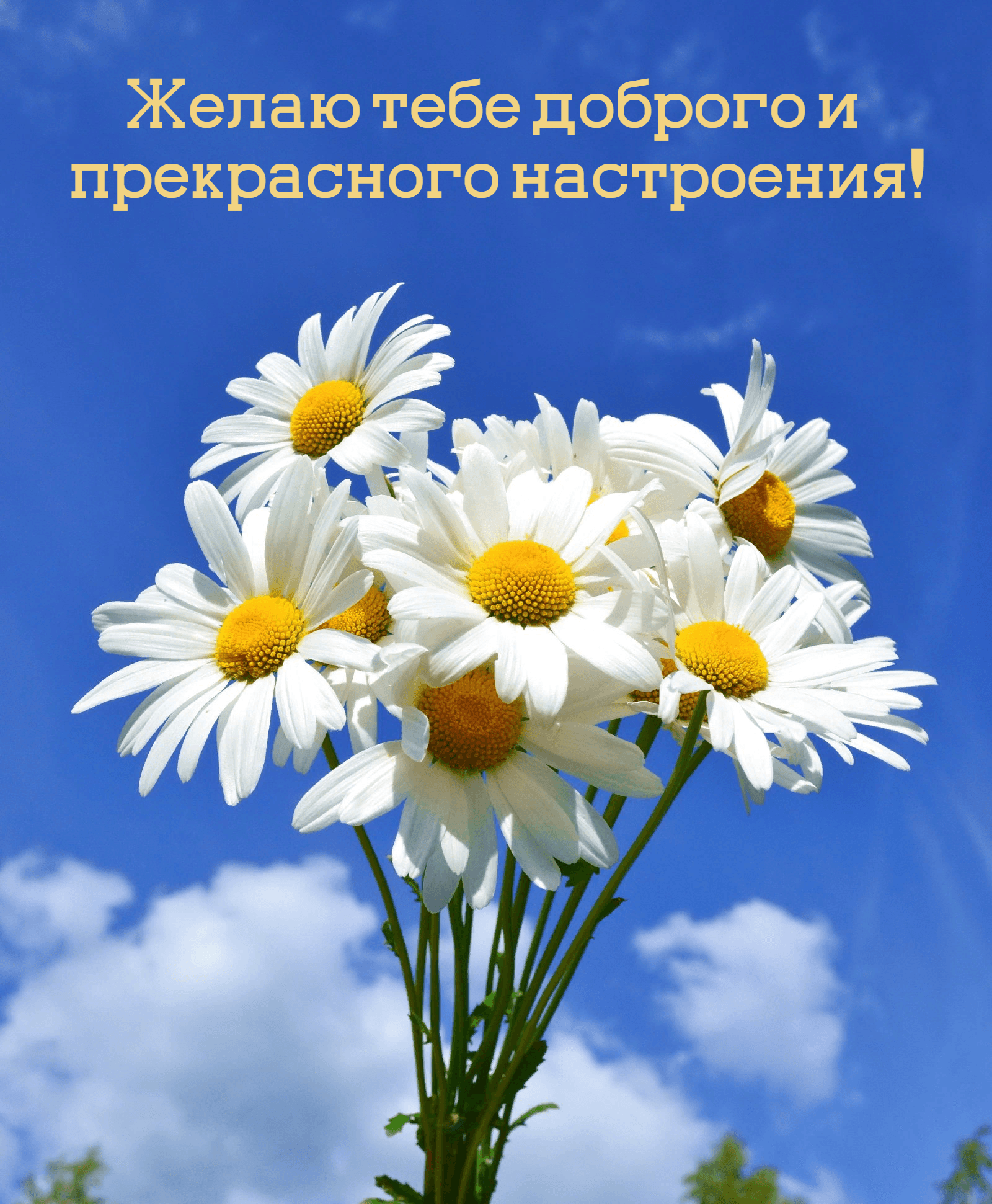 Желаю тебе доброго и прекрасного настроения!