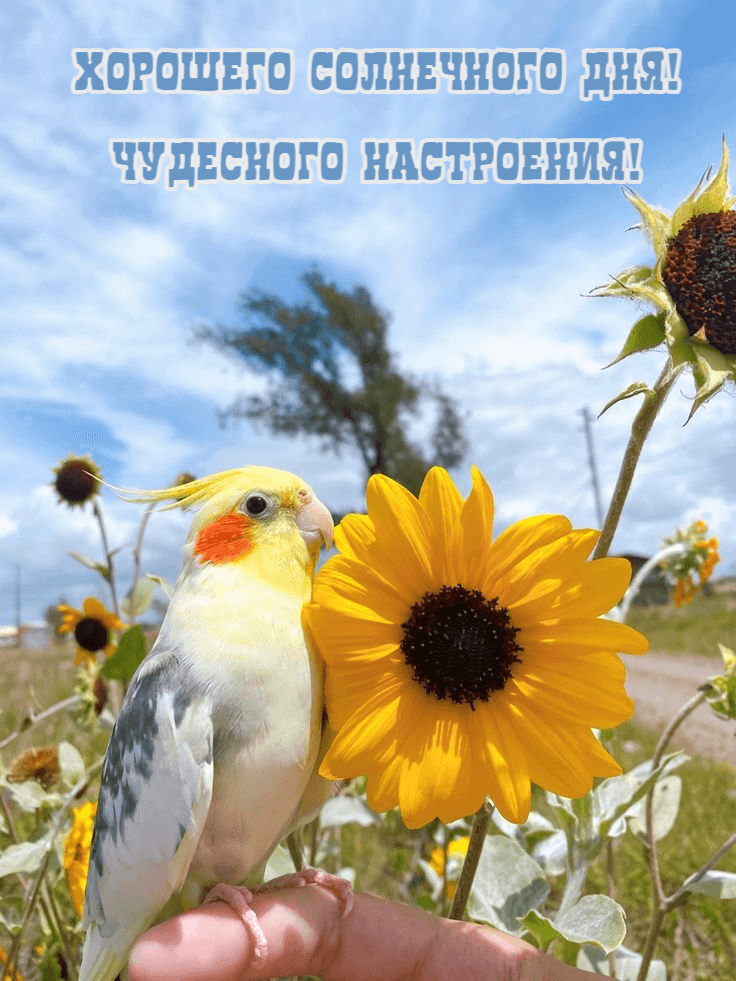 Чудесного настроения!