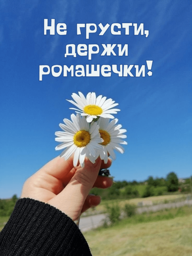 Не грусти, держи ромашечки!
