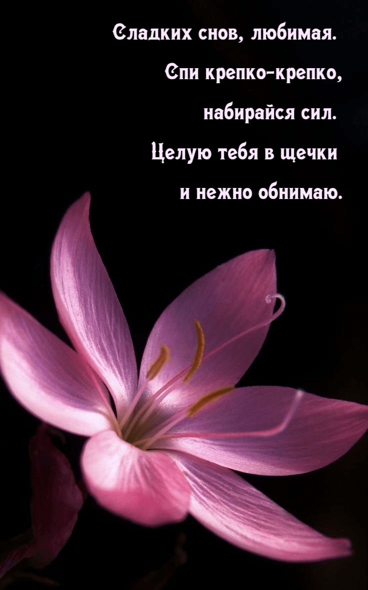 Сладких снов, любимая