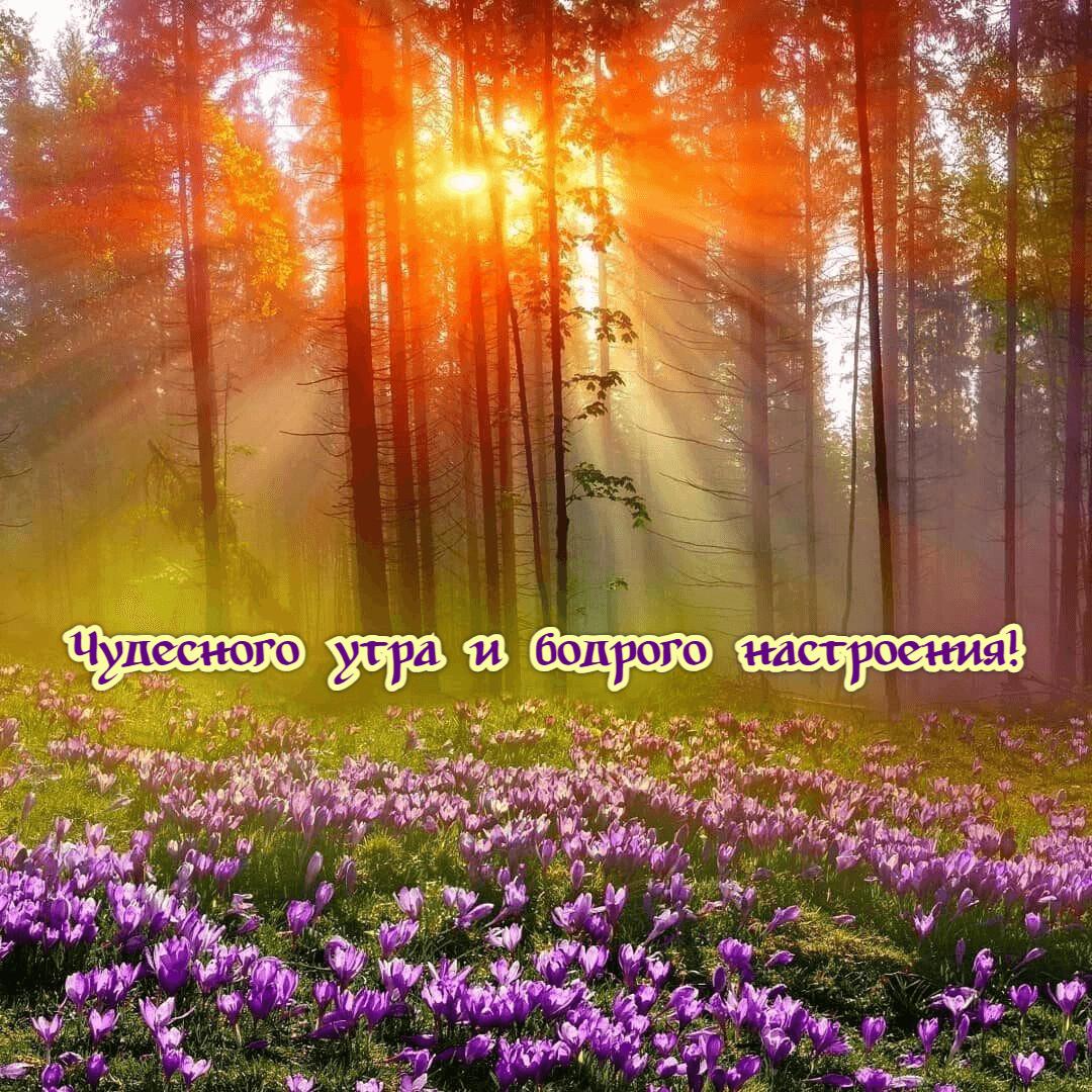 Чудесного утра! Бодрого настроения!