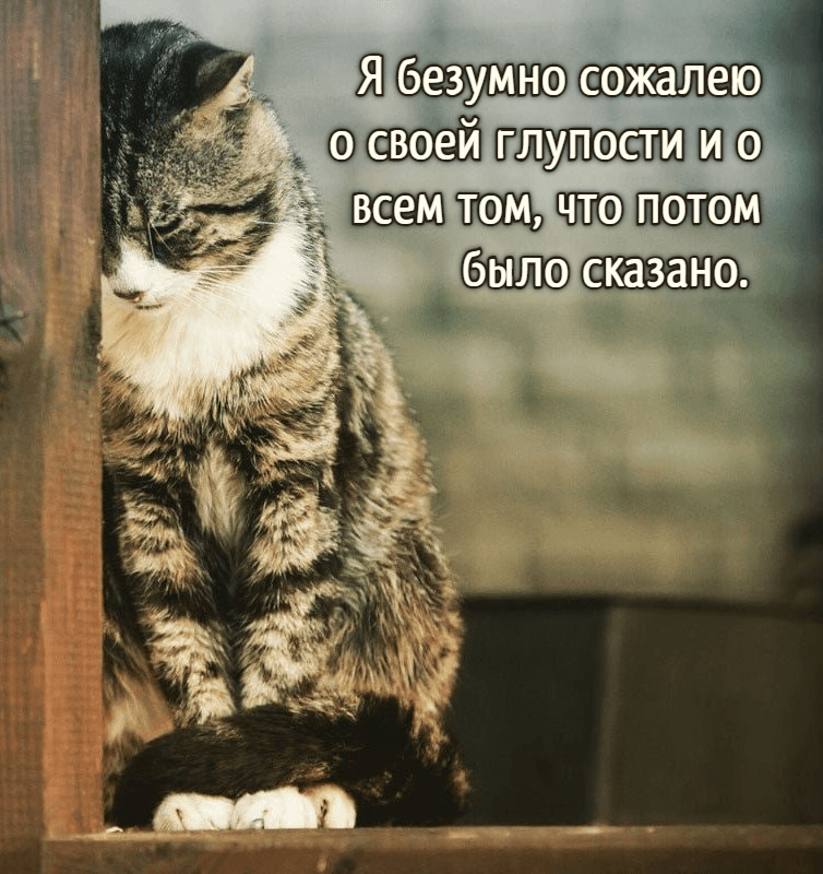 Я безумно сожалею о своей глупости