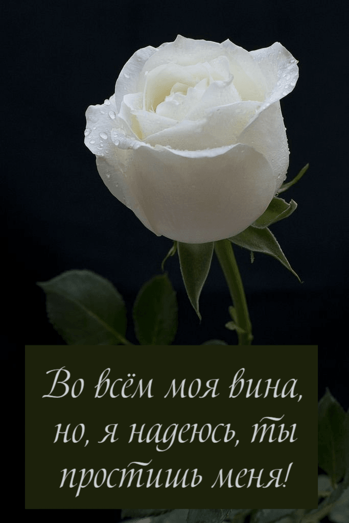 Во всём моя вина, но, я надеюсь, ты простишь меня!