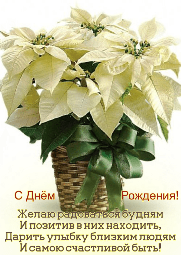 Желаю радоваться будням И позитив в них находить